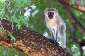 Vervet monkey (Chlorocebus pygerythrus) sitting in a tree in Kruger National Park in South Africa