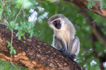 Naklejka na ściany i meble Vervet monkey (Chlorocebus pygerythrus) sitting in a tree in Kruger National Park in South Africa