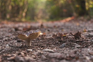 Low angle view of a mushroom on a gravel road leading to an unknown point in the forest. Diminishing perspective. Selective focus.
