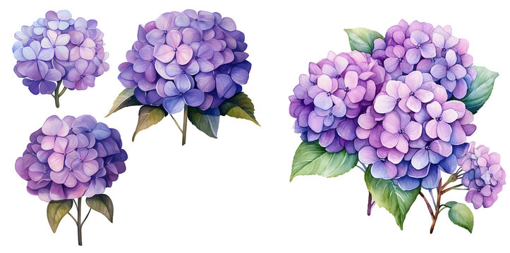 Purple hydrangea illustration clipart. Generative AI.