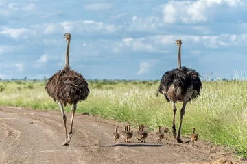  Ostrich (Struthio camelus) male and female with their chiks running on a gravel road in Kruger National Park in South Africa © henk bogaard
