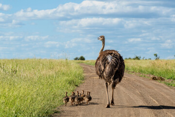 Ostrich (Struthio camelus) male and female with their chiks running on a gravel road in Kruger National Park in South Africa
