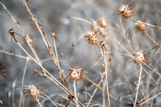 a wallpaper image of a winter nature scene of thorny seeds and dried plants 