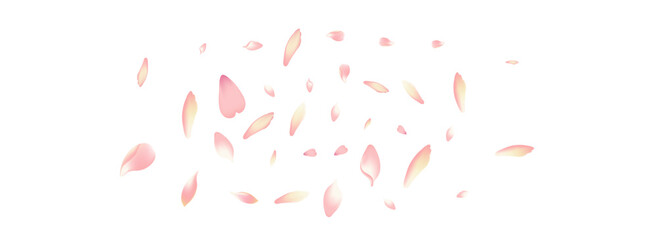 Color Sakura Petal Vector White Background.