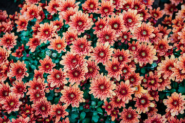 a bird's eye view over a large garden mum plant covered in peach-coloured flowers.