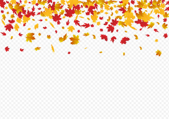 Colorful Leaf Vector Transparent Background.