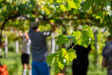 Vendimia de uvas de vino del albariño en Galicia