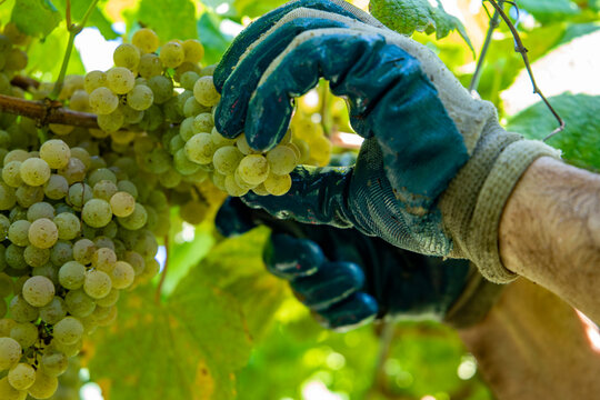Vendimia de uvas de vino del albari&ntilde;o en Galicia