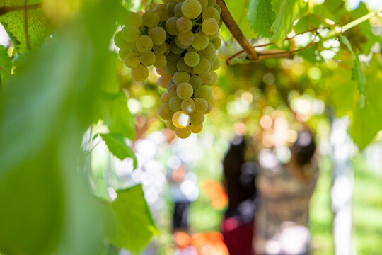 Vendimia de uvas de vino del albariño en Galicia