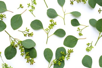 Eucalyptus leaves on white background. Green leaf branches.
