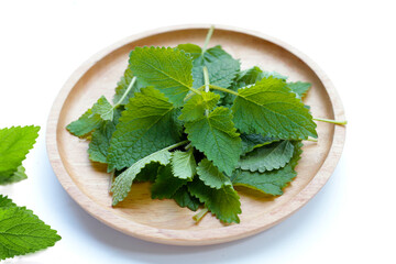 Fresh lemon balm on white background.