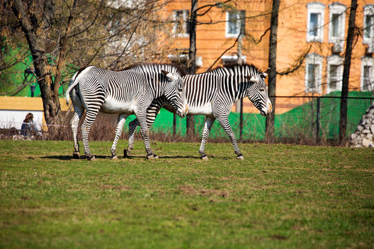 Zebra.
 Zebras are a type of wild horses. All zebras have the same type of coloring - black and white stripes.