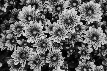 a desktop wallpaper background close-up bird's-eye view if a blooming garden mum plant with peach flowers black and white 