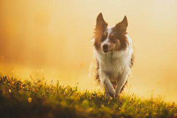 Border collie dog at the meadow 
