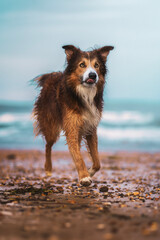 Adorable border collie dog at the beach