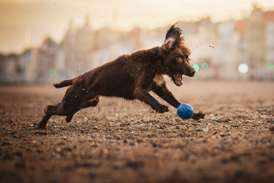 Spaniel playing at the beach 