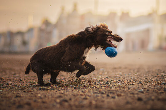 Funny dog playing at the beach