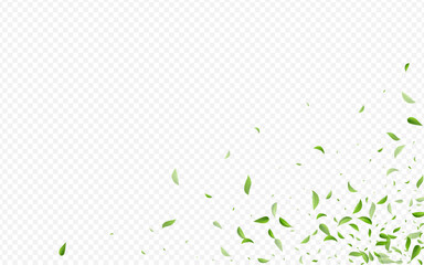 Mint Leaf Forest Vector Transparent Background