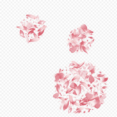 Bright Bloom Vector Transparent Background. Rosa