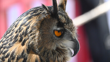 close up of an owl