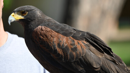 red tailed hawk