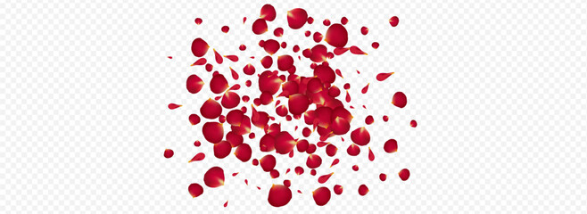 Beautiful Sakura Flying Vector Panoramic