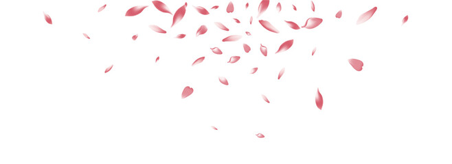 Pink Cherry Petal Vector White Background.