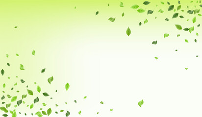 Fototapeta na wymiar Lime Leaves Tree Vector Green Background Concept.