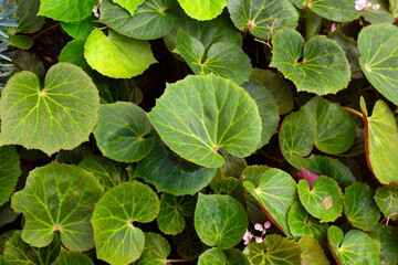 Begonia plants in the garden