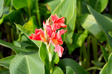 Pink canna flower in the garden