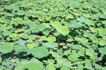 Beautiful green leaves of lotus flower in pond