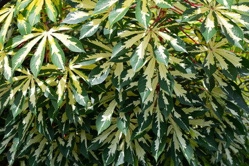 Cassava plant (Manihot esculenta). Green and yellow leaves
