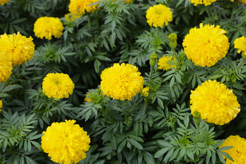 Beautiful marigold flower in the garden