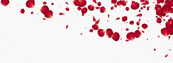 Beautiful Cherry Beauty Vector Panoramic