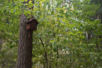 a bird's nest in a tree