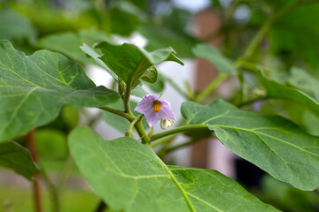 Purple flower of eggplant with green leaves
