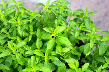 Fresh mint leaves in the garden
