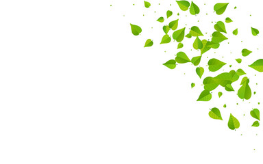 Swamp Foliage Forest Vector White Background