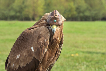 Saker falcon (Falco cherrug) with a special cap on its head sits on a wooden stand awaiting the hunt. Close-up