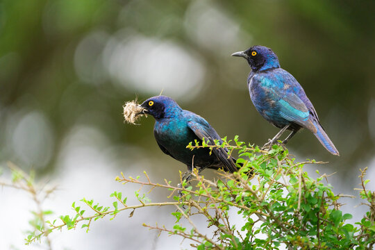 A pair of Cape Glossy Starlings collection nest material. Kruger National Park. 