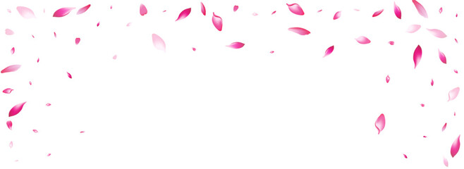 Pastel Cherry Petal Vector White Background.
