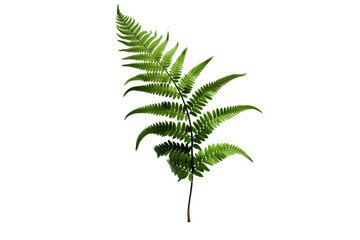 Fresh fern plant isolated on a white background isolated PNG