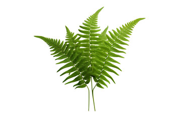 Fresh fern plant isolated on a white background isolated PNG