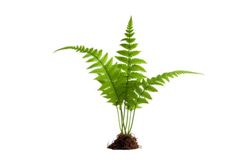 Fresh fern plant isolated on a white background isolated PNG