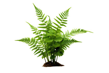 Fresh fern plant isolated on a white background isolated PNG