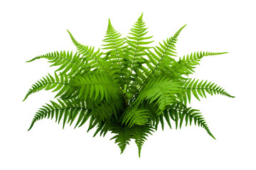 Fresh fern plant isolated on a white background isolated PNG