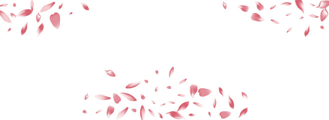 Color Lotus Petal Vector White Background. Pink