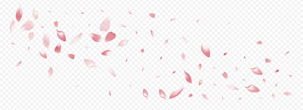 Pink Lotus Vector Panoramic Transparent