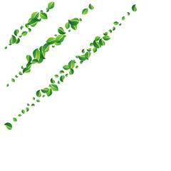 Mint Leaves Wind Vector White Background.