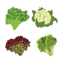 Set of pro-vector vegetables for a healthy life.